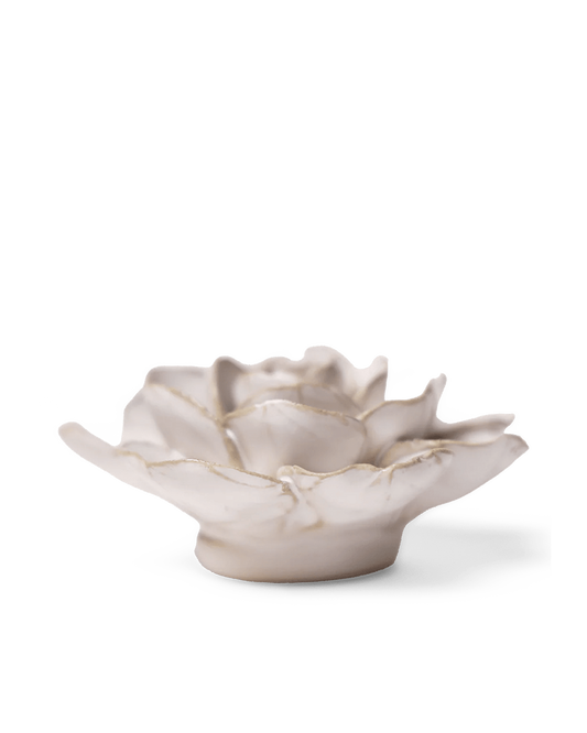Side view of the Ivory Amandine Ranunculus showing its wide outer petals and small base