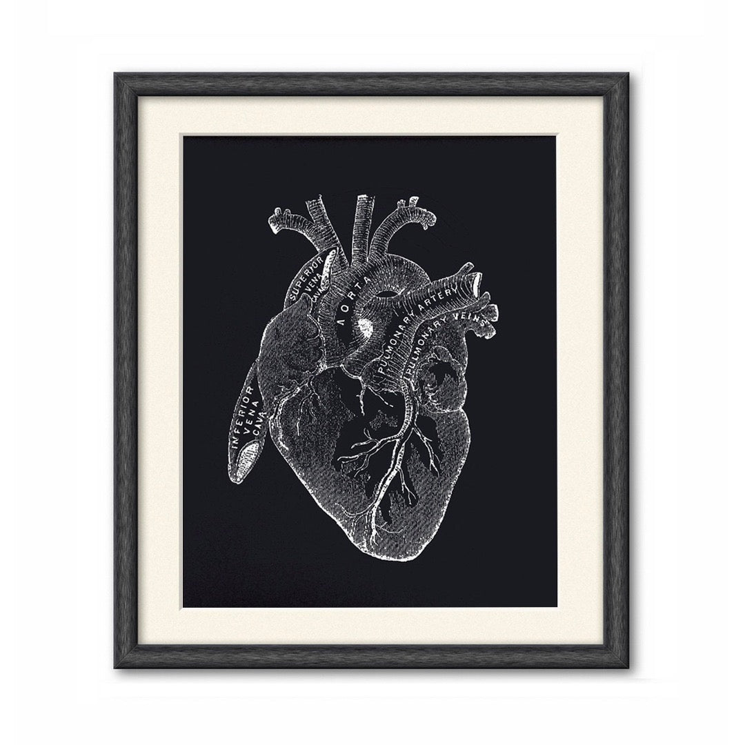 Vintage anatomy black heart print. Educational biology chart diagram. Black background with white illustrations. Print in black frame with white mat