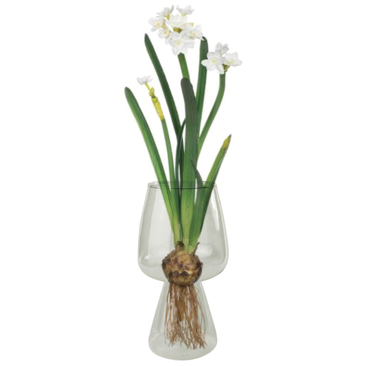Glass bulb vase with paperwhite flowers rooting.