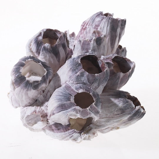 Barnacle shell cluster