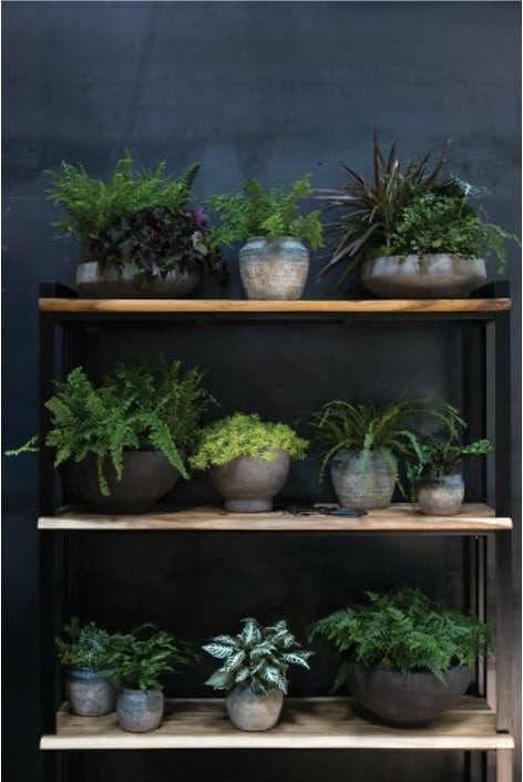 Collection of potted planters with assortment of plants on shelving unit.