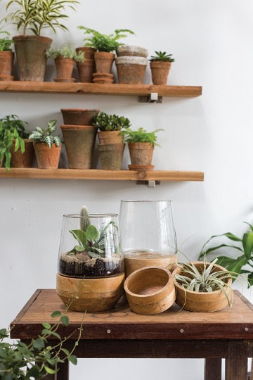 Set of glass terrariums with wooden base on table and assorted terracotta pots with plants in background.