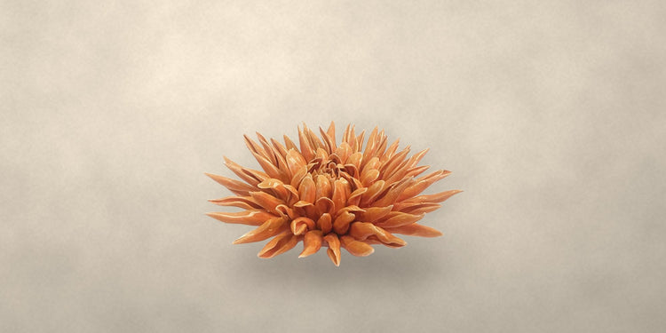 Orange ceramic chrysanthemum flower on a cream backdrop - Onederkam ceramic flowers