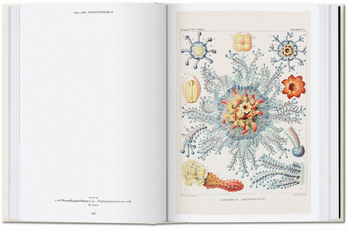 Ernst Haeckel book open to a full-page plate of a blue and red Discolabe siphonophore