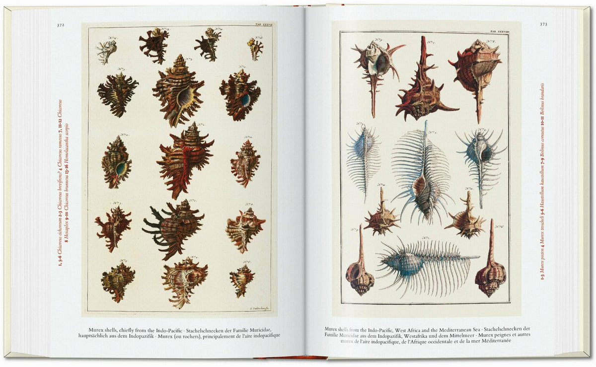 Open spread of engraved murex seashells with spiky, spined shapes in brown, cream and blue tones