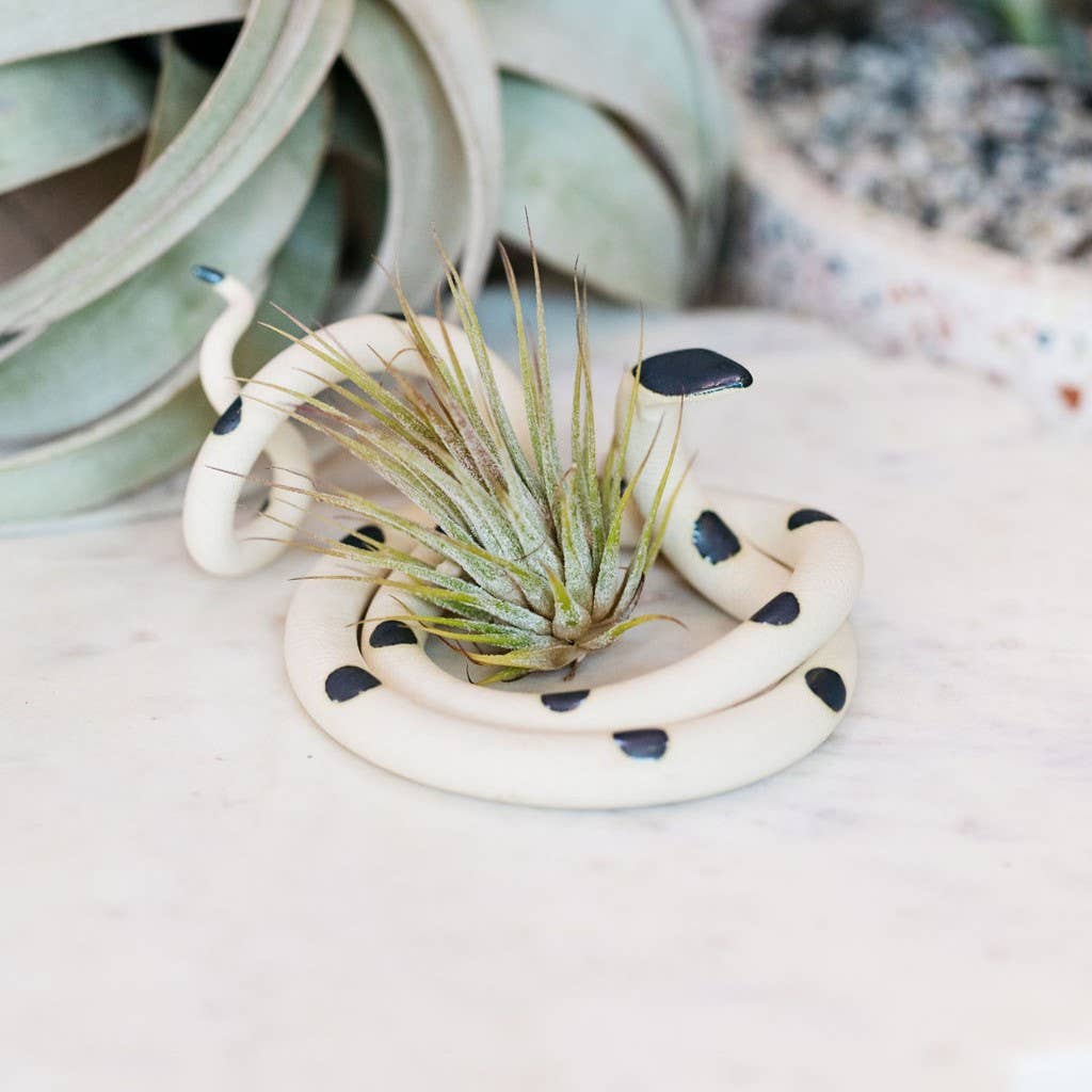 Cream ceramic snake with black spots coiled around a small air plant on marble, larger air plant behind