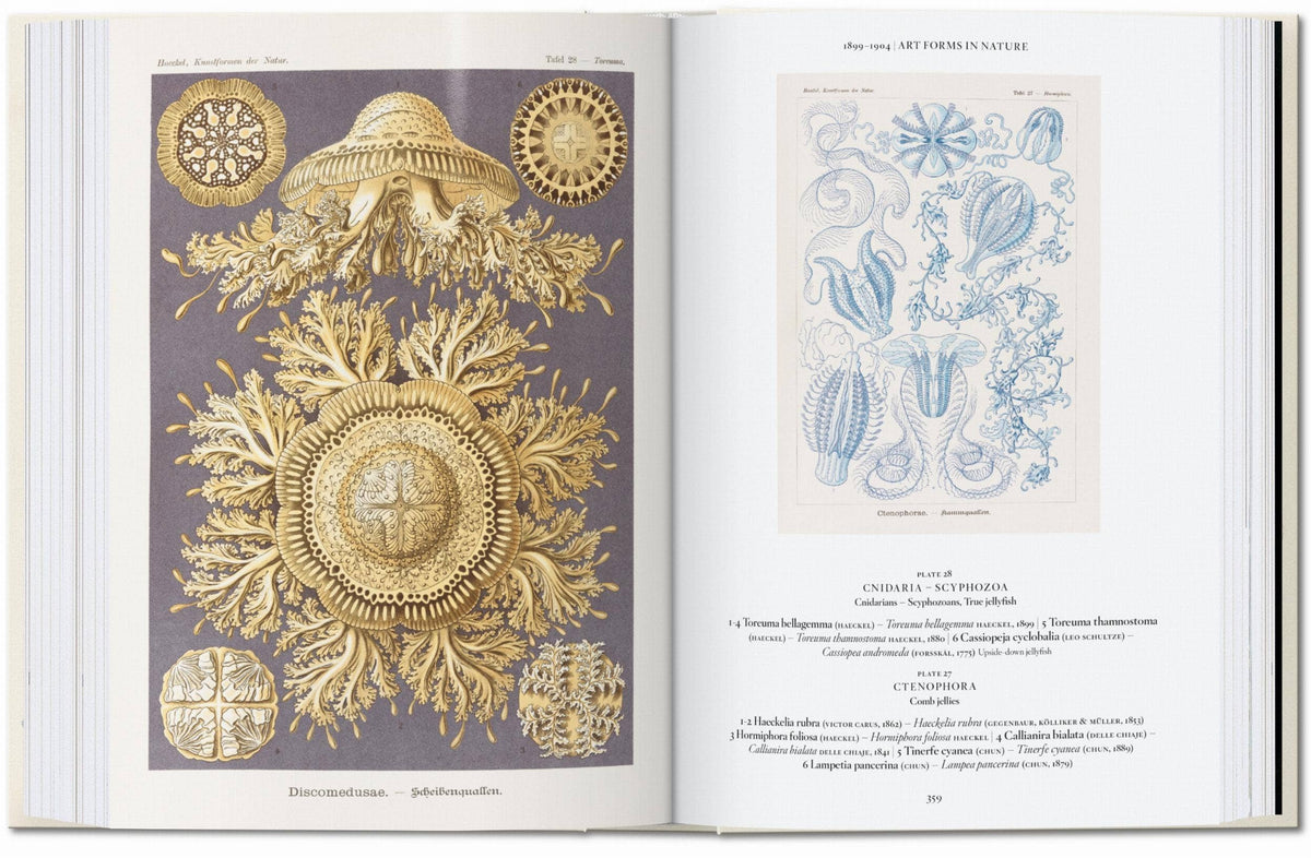 Ernst Haeckel book spread with a golden Discomedusae plate and a blue jellyfish plate