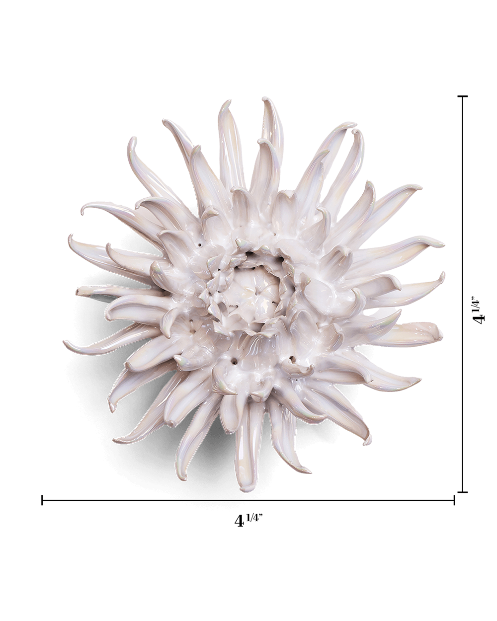 Pearlescent medium flower with measurement lines showing 4 1/4 inches across