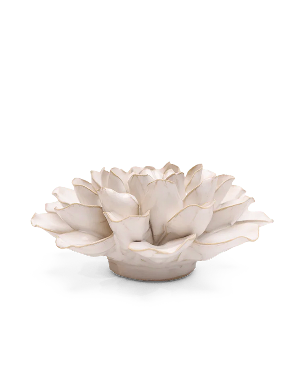 Side view of the Ivory European Water Lily showing its low profile and round base