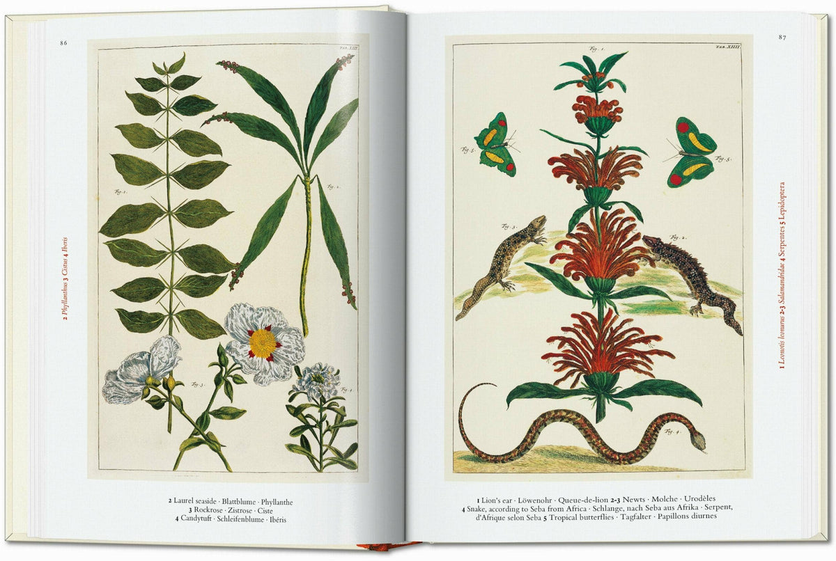 Open spread of hand-colored plates: laurel and rockrose on the left, lizards, snake and butterflies on the right