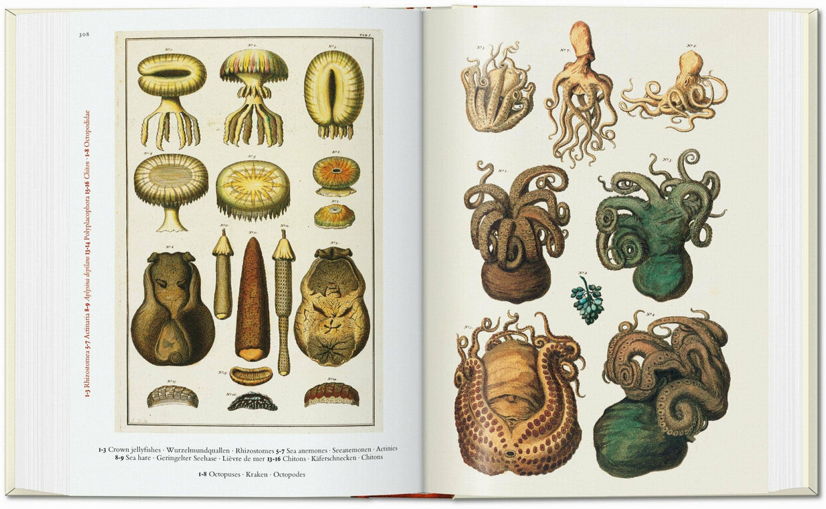 Open spread with plates of jellyfish and sea anemones on the left and colorful octopuses on the right
