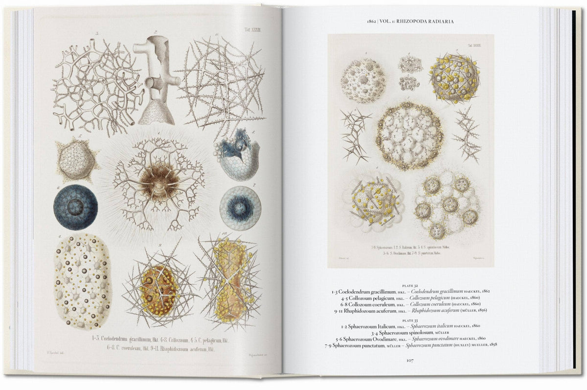 Ernst Haeckel book spread showing detailed radiolarian plates in blue, cream, and gold
