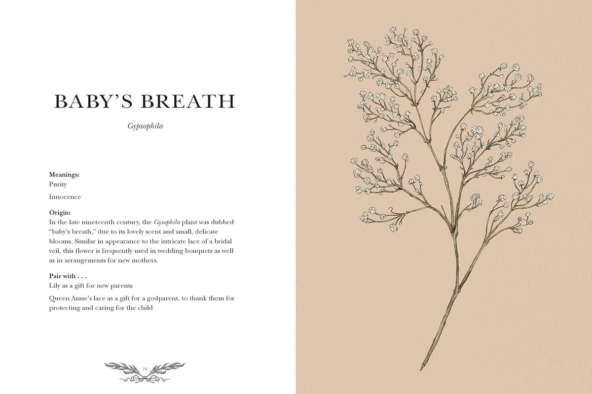 Floriography spread on Baby's Breath with its meanings beside a delicate sprig drawing on tan