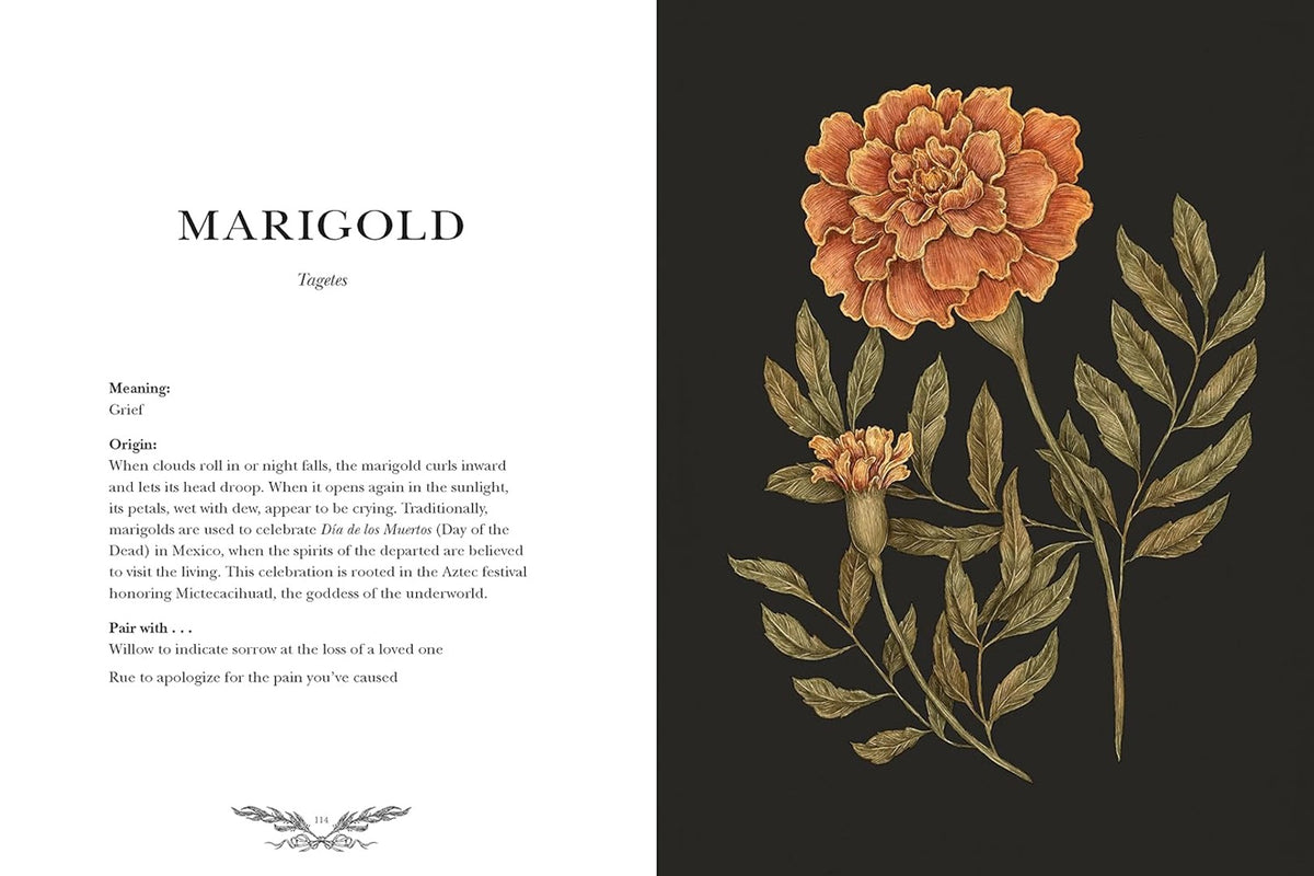 Floriography spread on Marigold with text on grief beside an orange marigold illustration on black