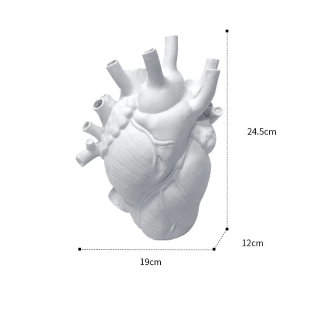 Anatomical heart vase in white.
