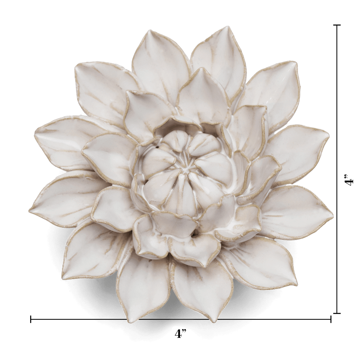 Ivory Monch Aster with measurement lines showing 4 inches across