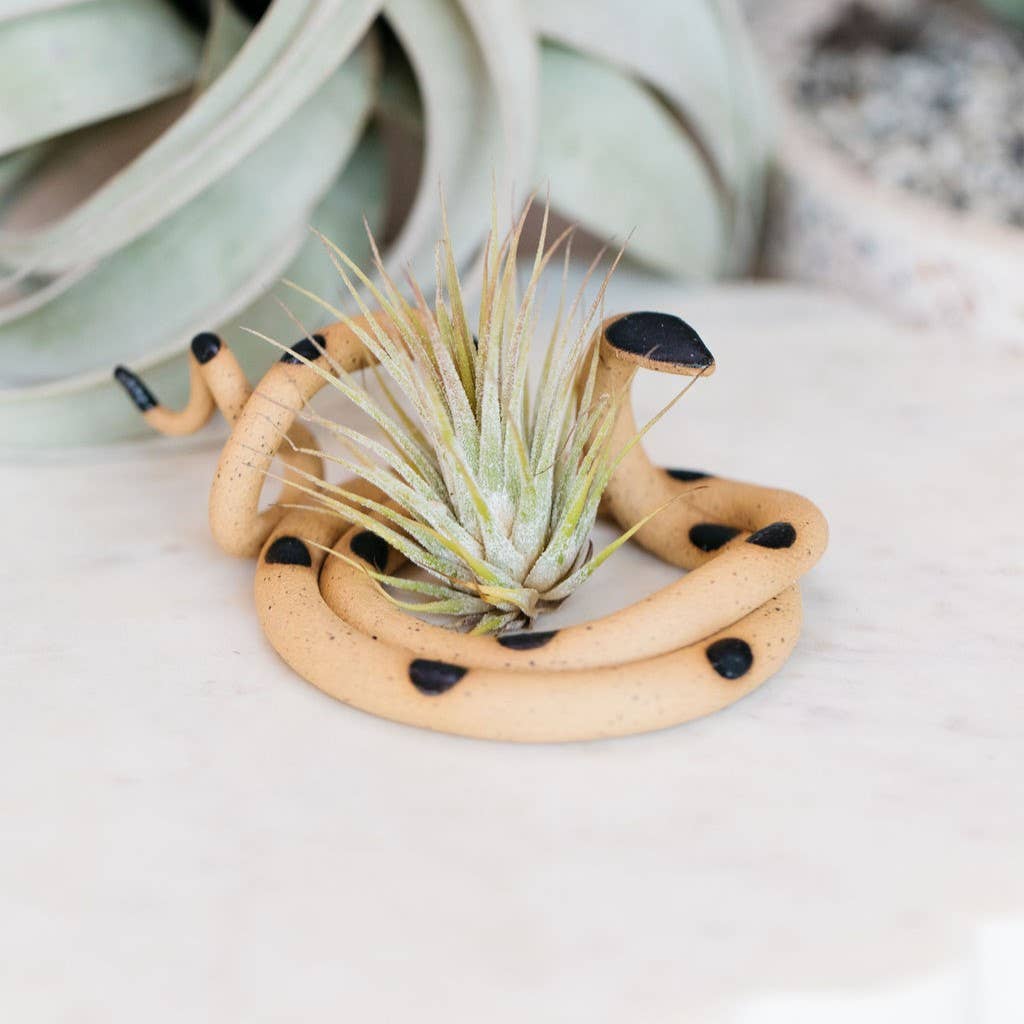 Tan ceramic snake with black spots coiled around a small air plant tucked in its center