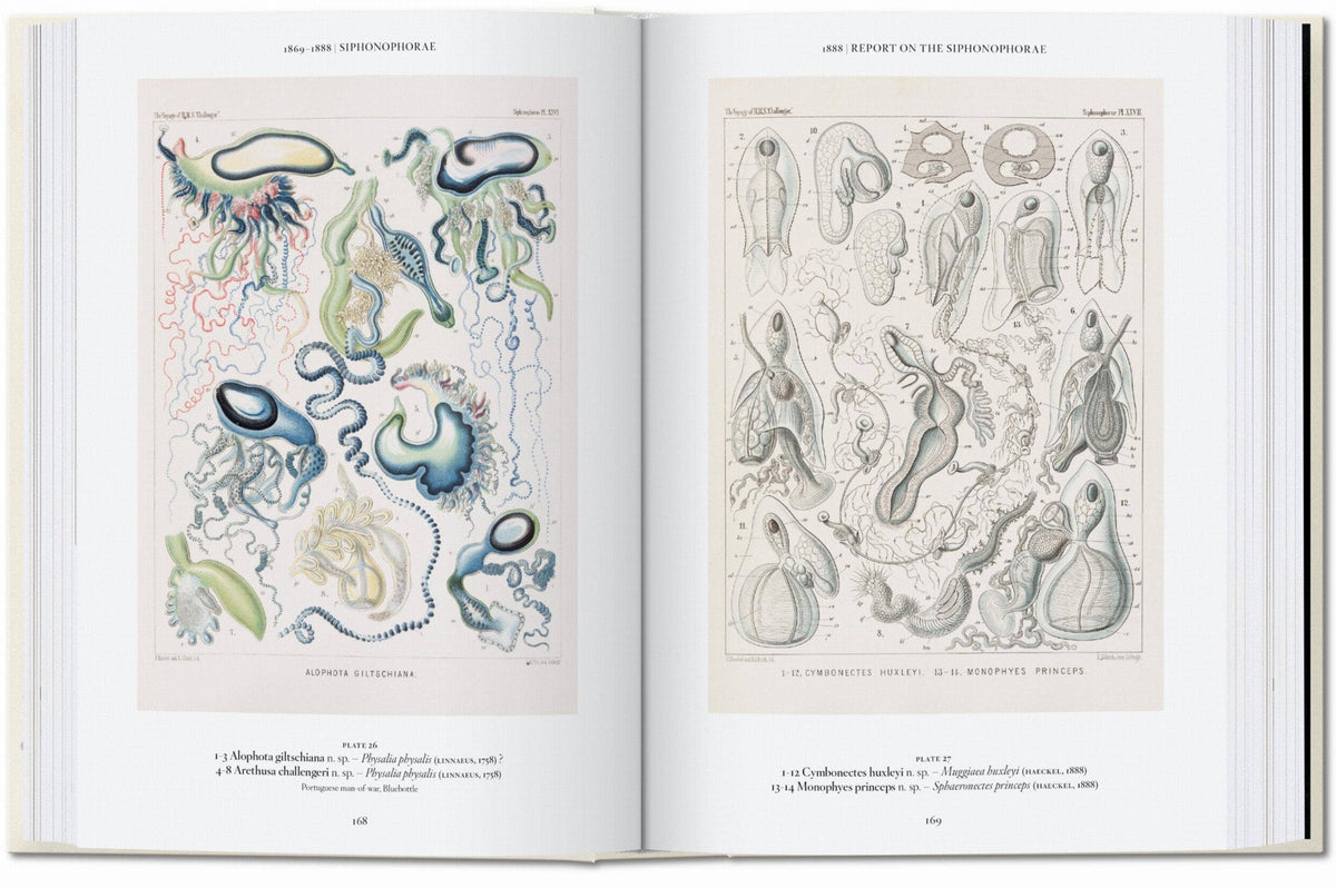 Ernst Haeckel book spread with two plates of siphonophores in color and in sepia