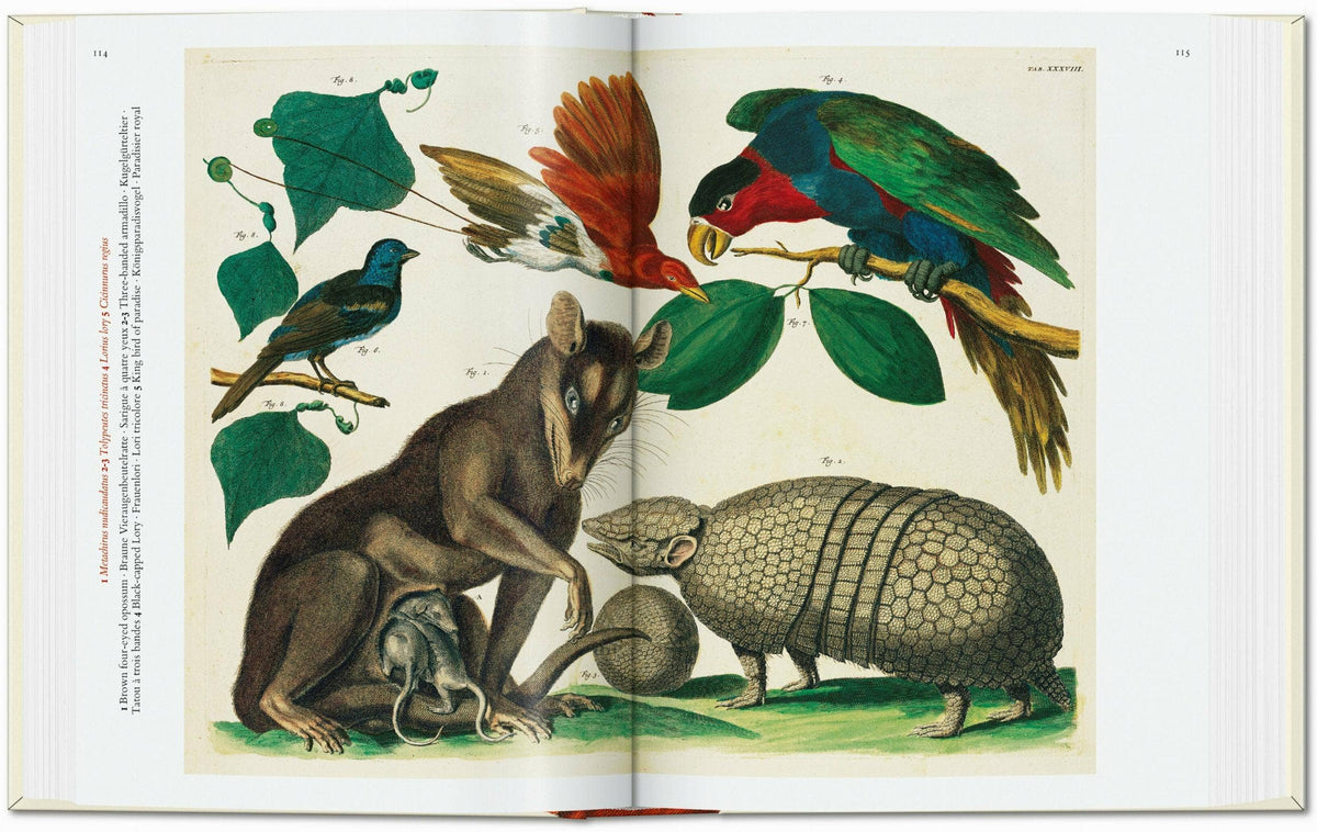 Open spread showing illustrated parrots, a kingfisher, an opossum with young and an armadillo