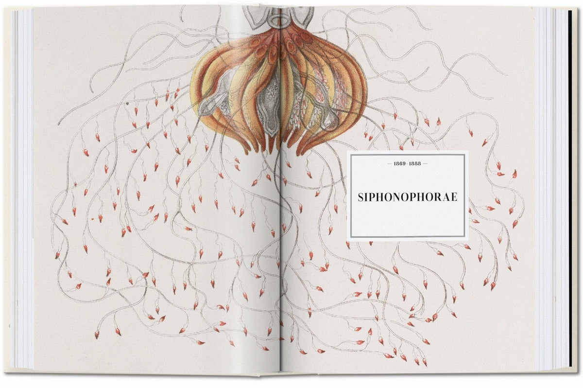 Ernst Haeckel book spread with a large orange siphonophore illustration and red-tipped tentacles
