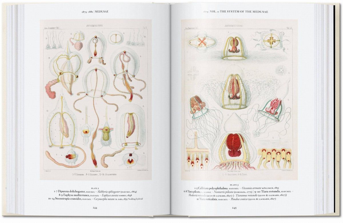 Ernst Haeckel book spread showing two plates of medusae jellyfish in pink and red