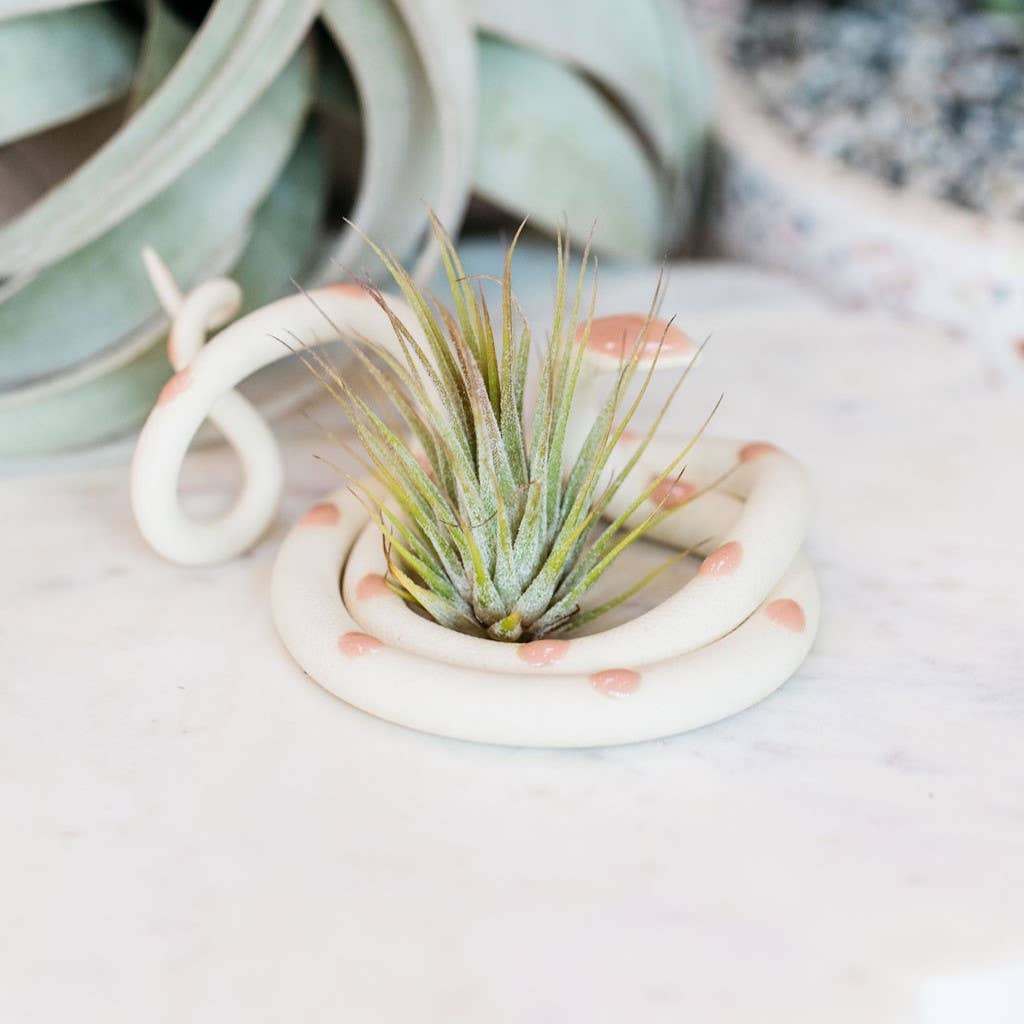 White ceramic snake with peach pink spots and pink head coiled around a small air plant