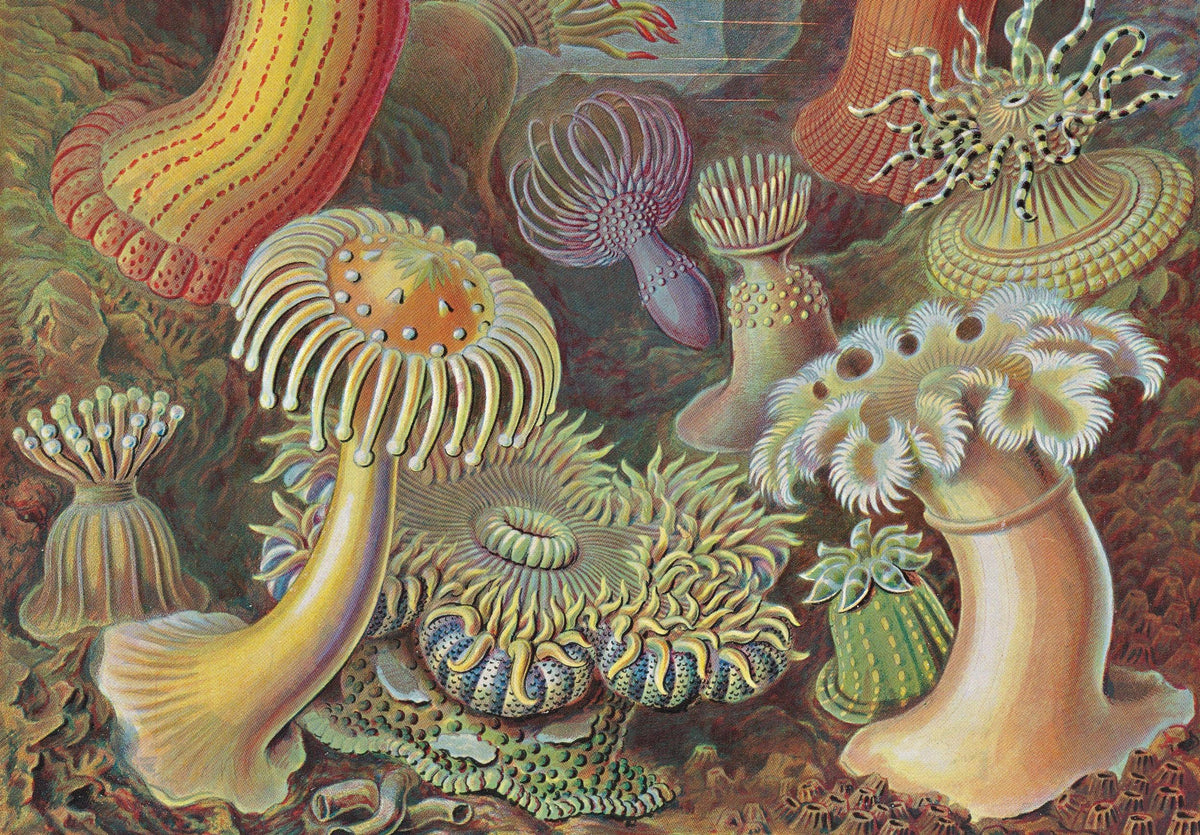 Detail of an Ernst Haeckel plate of colorful sea anemones in yellow, orange, and purple