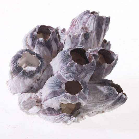 Barnacle shell cluster