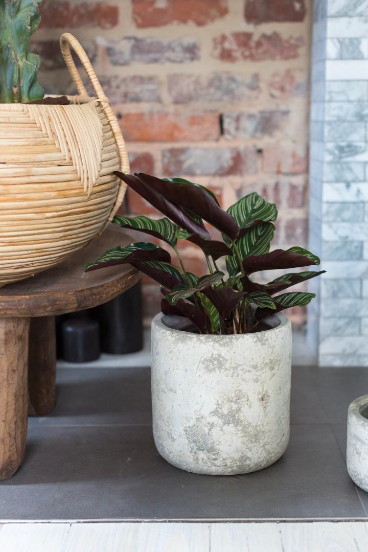 Rhodes pot planted with a striped calathea on a gray floor beside a woven basket and brick wall