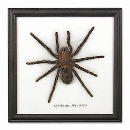 Brown tarantula specimen mounted in a black wood frame on white, labeled Eurypeima spinicrus